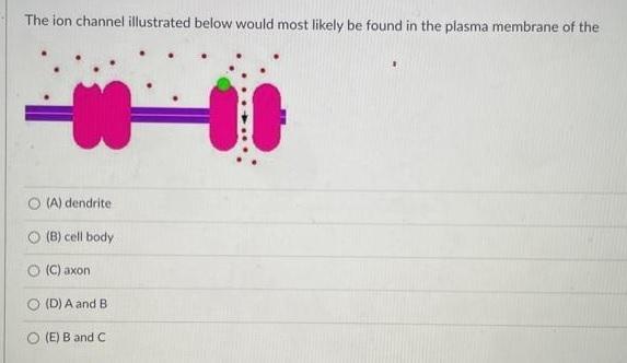 The Ion Channel Illustrated Below Would Most Likely Be Found In The Plasma Membrane Of The (A) Dendrite