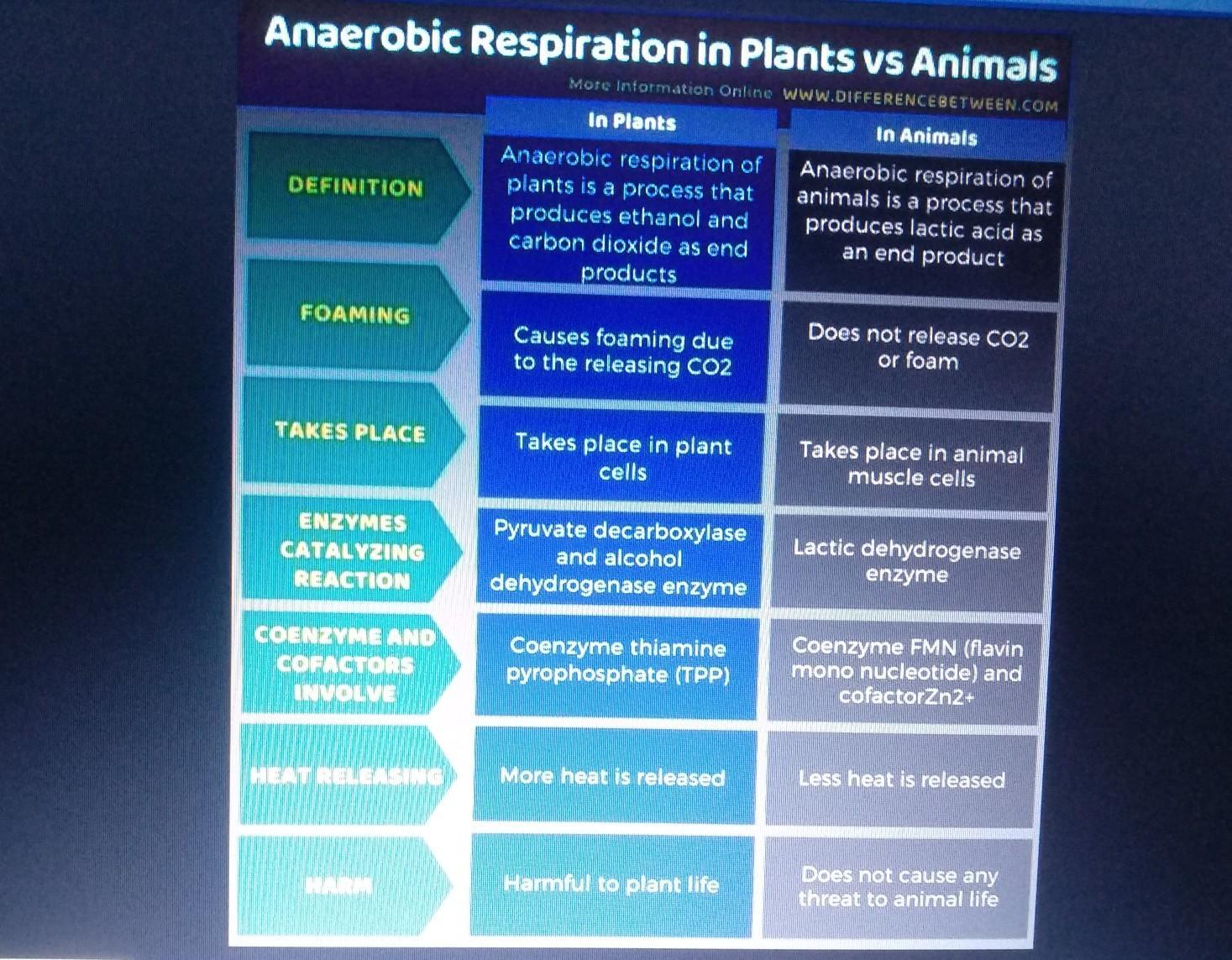 What is the difference between anaerobic respiration in plants and animals? (Atleast 5 points)