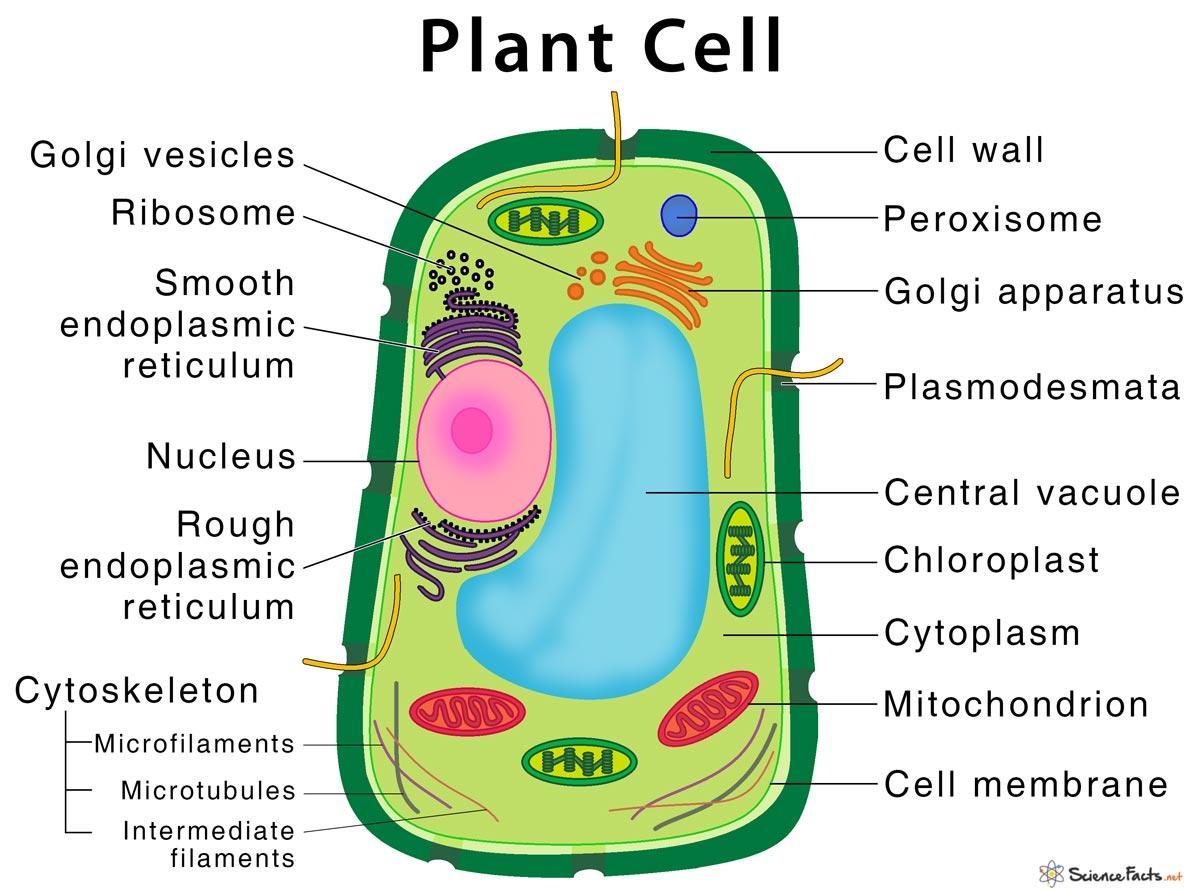 Can someone help me label this pic wit the list below(this is a plant cell)? I will be giving brainliest.