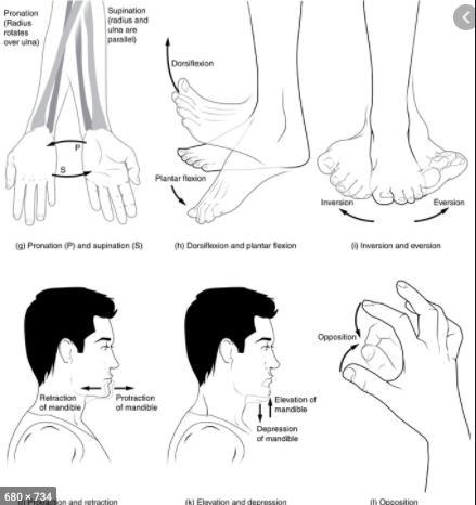 what are the 3 movements a joint can make spin, jolt and fuse or roll, flip and spin, and roll, slide,