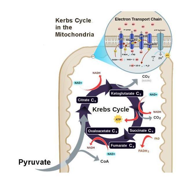 What important events happen during the Krebs cycle? (Choose all that apply)a.uses oxygen to form carbon
