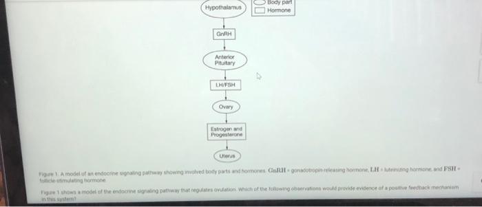 Figure 1 Shows A Model Of The Endocrine Signaling Pathway That Regulates Ovulation. Which Of The Following