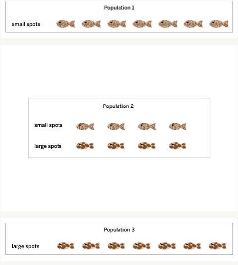 If Their Environment Changes To Have Only Large Rocks, Which Of The Following Guppy Populations Will