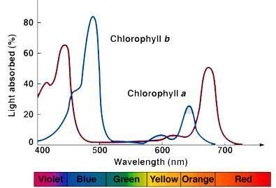 Nancy is explaining why chlorophyll is classified as a plant pigment and how it is useful in photosynthesis.
