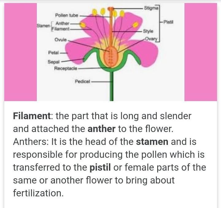 what are the essental parts of a flowers giveexample,