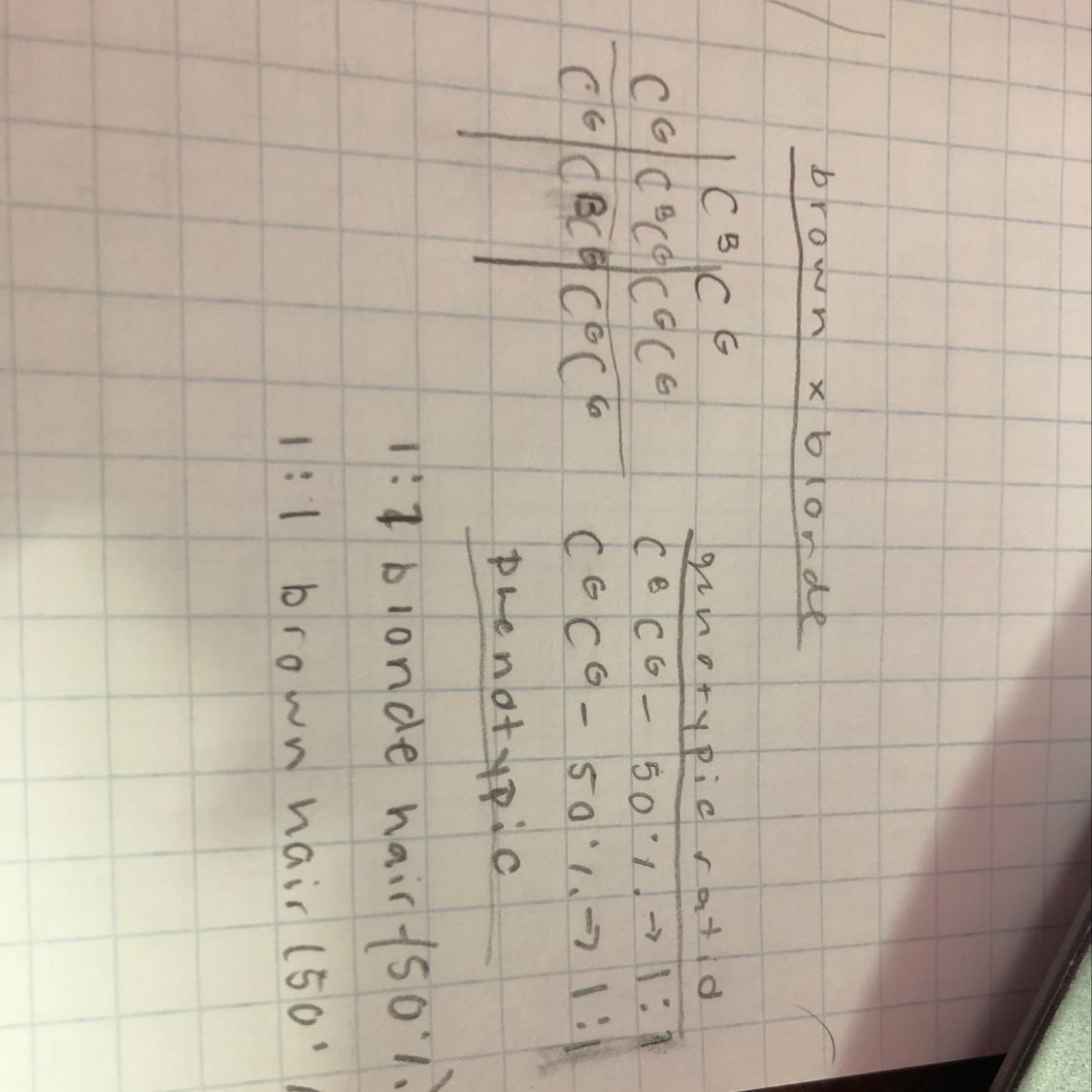 USE PAPER TO MAKE YOUR PUNNETT SQUARE. In Humans, Black Hair Isincompletely Dominant Over Blond. The