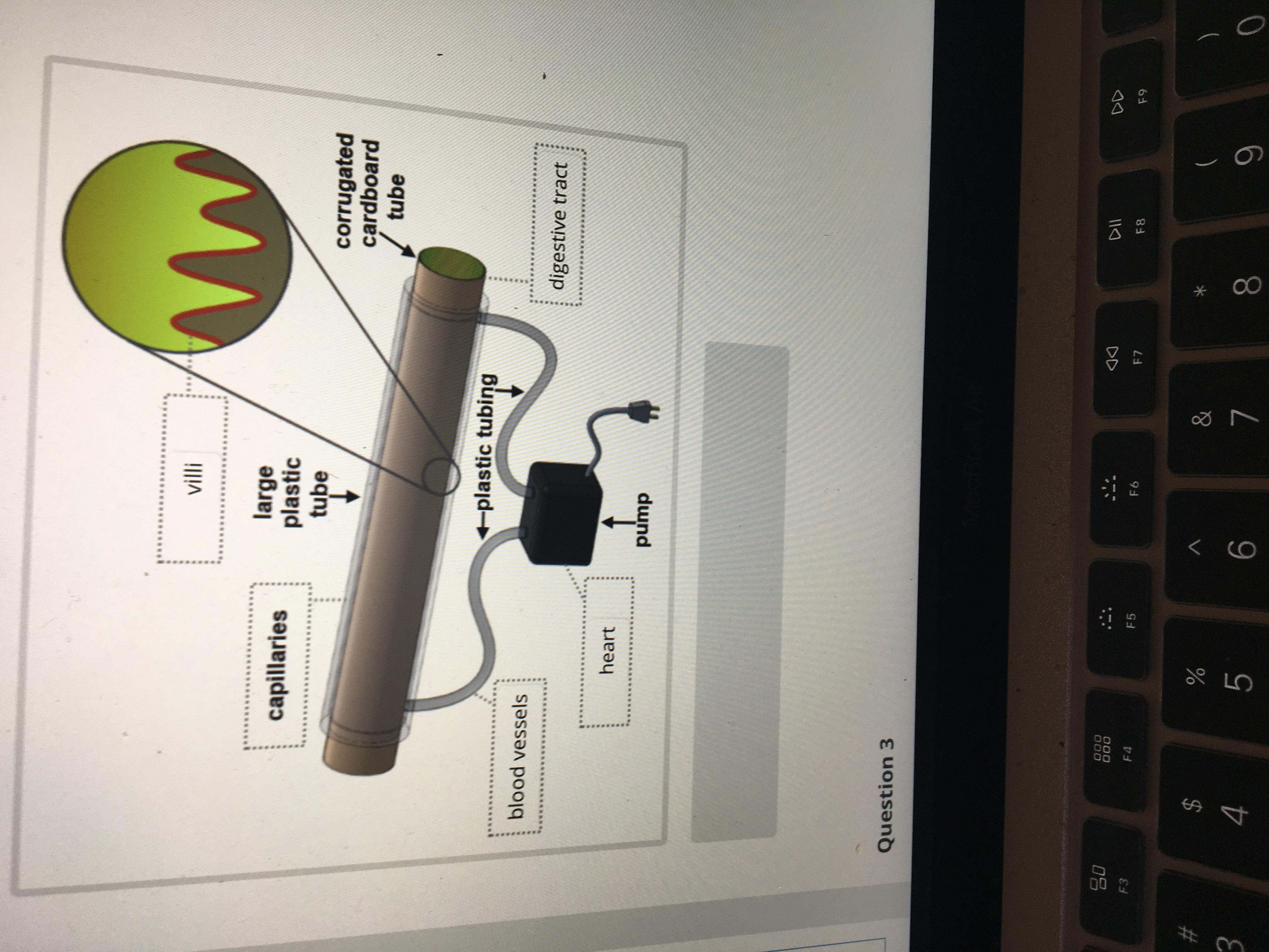 Question 3Use Sammi's model as an example to explain why cells are the building blocks for human bodies