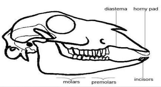 Is this animal a carnivore or an herbivore? How do its teeth help it obtain food?