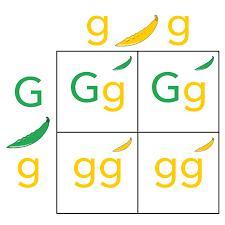 3. A homozygous red gummy bear is crossed with a homozygous yellow gummy bear (red and yellow mixed together