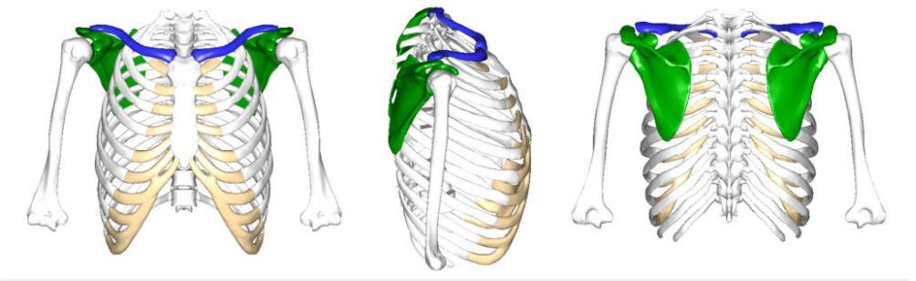 Identify the following in the bone to the right: