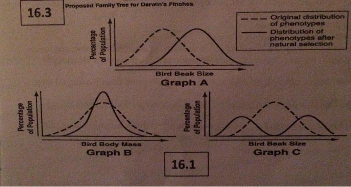 The graphs above show a change in distribution of beak phenotypes X, Y, and Z over 10 generations. Notice