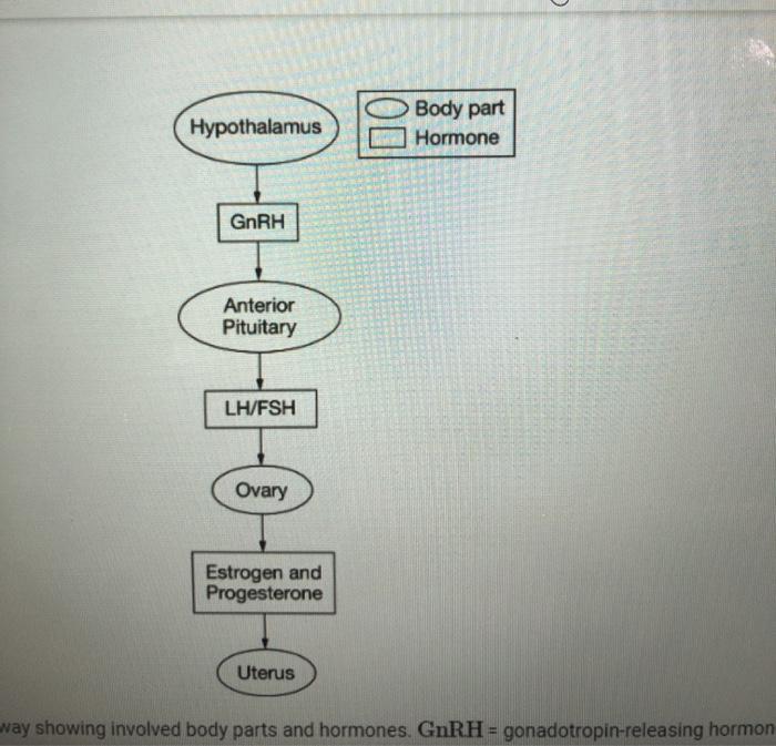 Figure 1 Shows A Model Of The Endocrine Signaling Pathway That Regulates Ovulation. Which Of The Following