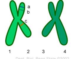 The locations for three genes have been added to this cartoon. For clarity, the locations have only been
