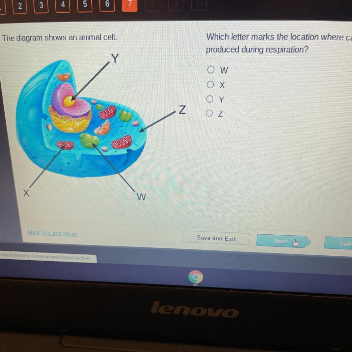 The diagram shows an animal cell.Which letter marks the location where carbon dioxide isproduced during