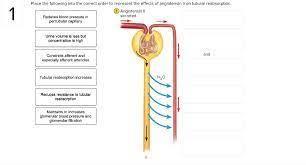 place the following into the correct order to represent the effects of angiotensin ii on tubular reabsorption.