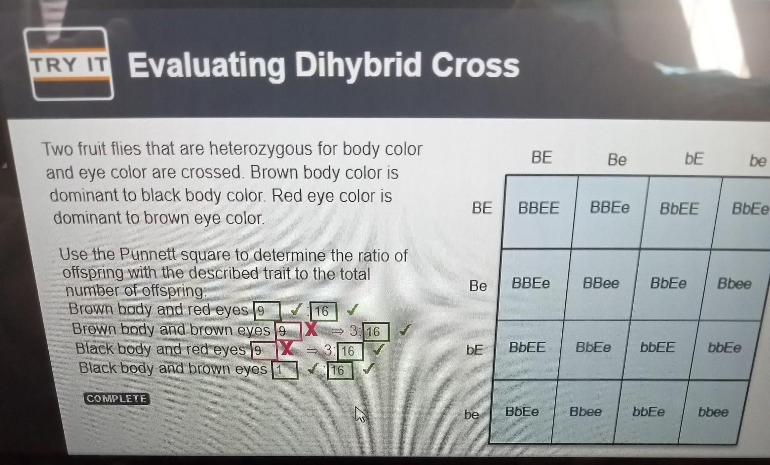BEBeDEbeBEBBEEeBbEEBbEeTwo fruit flies that are heterozygous for body colorand eye color are crossed.