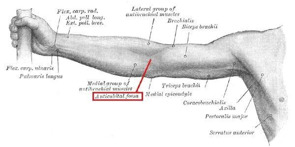 The term used to describe the front of the elbow is