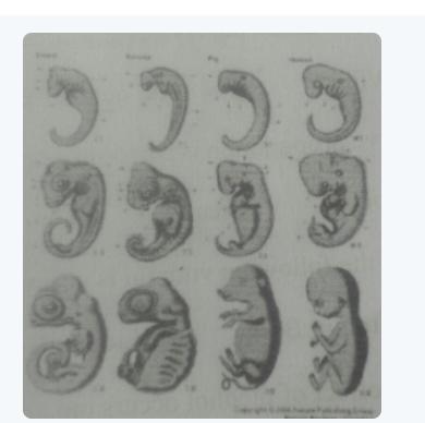 i] Observe the following picture and answer the given question which evidence of evolution is shown in
