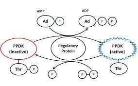 Which statement does NOT describe external regulatory proteins?1 They respond to events occurring inside