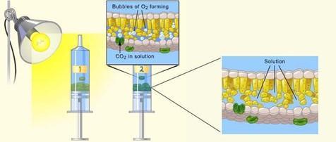 what is the chemical reaction that occurred in the leaf disks? write out the reactants and products.