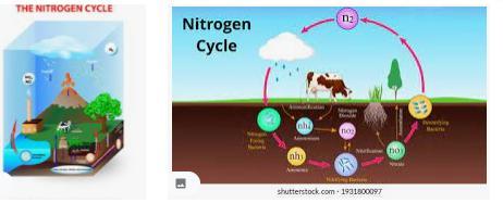 Choose the true statement about the nitrogen cycle.a. Bacteria take nitrogen from the atmosphere and