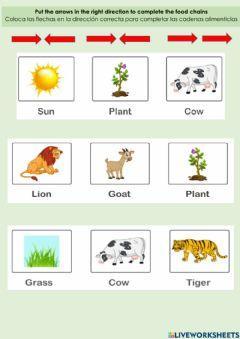 complete the food chain worksheet