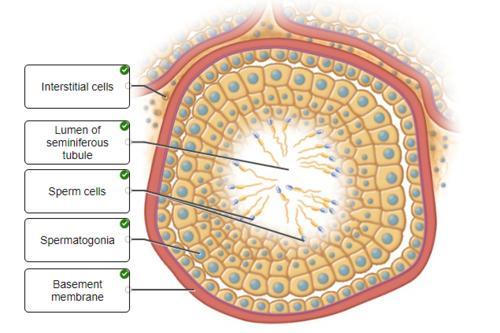 Label the internal structure of the testis. Interstitial cell Sustentacular cell Spermatogonium Basement