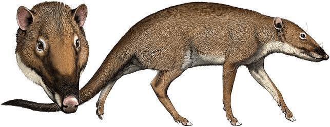 tell me what to circle onto the diagram that best shows the relationship between fish, cetaceans and