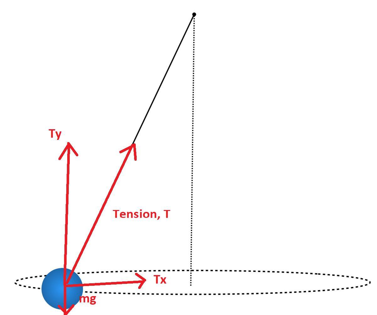 A Rubber Ball Is Attached To A 1.44m String And Spin In A Horizontal Circle. The Tension In The String
