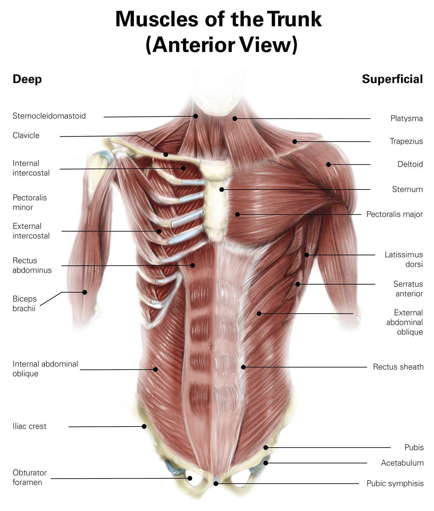 What Structural Feature Makes The Abdominal Musculature Especially Strong For Its Thickness ? Its For