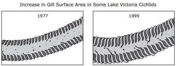 HurryLake Victoria in East Africa is home to many species of fish called cichlids. In 1954 the predatory
