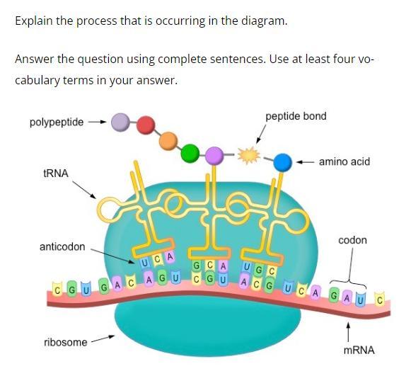 biology question, pls answer