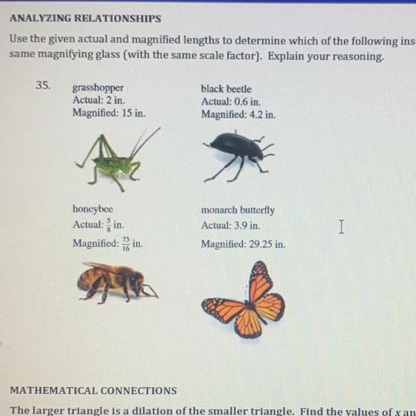 use the given actual and magnified lengths to determine which of the following insects were looked at
