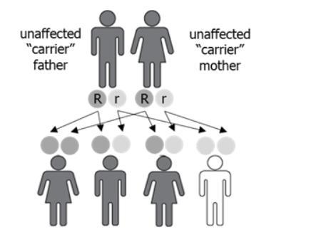 The image shows a cross between a father and a mother who are carriers for a genetic disease.00What are