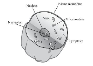 PLEAS HELP!!! Clara had to choose between making an animal or a plant cell. Which type of cell does her