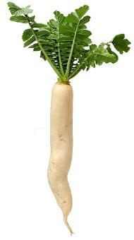 PLS BE RIGHTThe image shows a white radish, which is a seed plantWhich describes the root and stem types