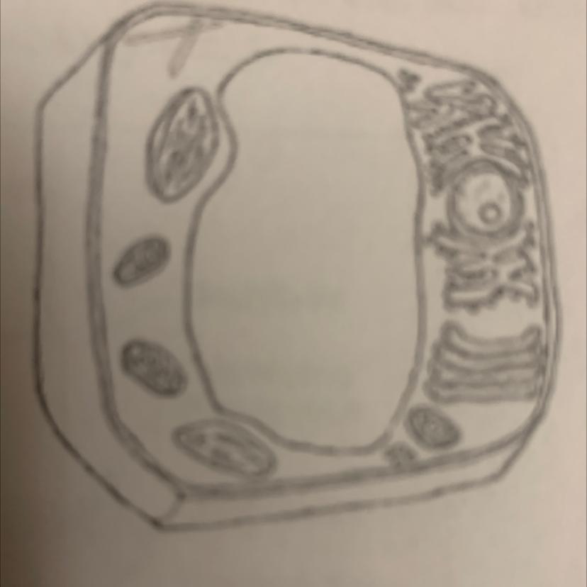 Cells are the basic structural, functional and biological unit of all known living organisms. Identifythe