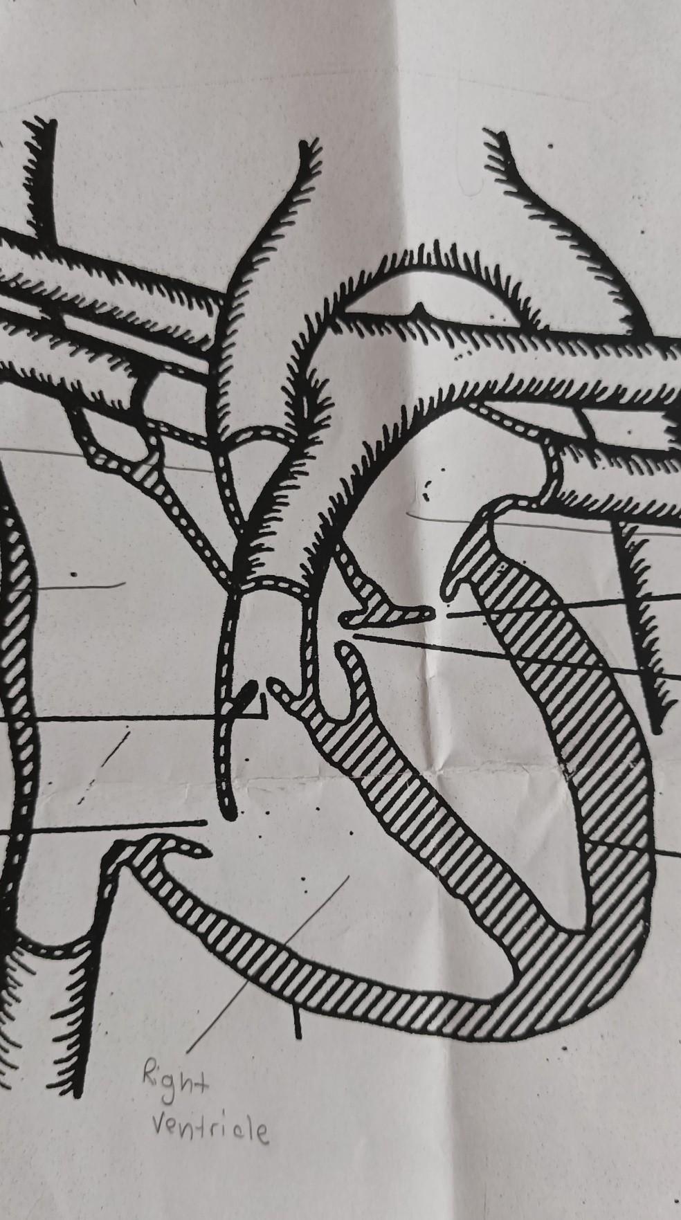 What are the parts of the heart?