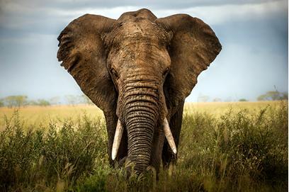 Which object in the photograph is positive space?a photograph of a large elephant surrounded by grass