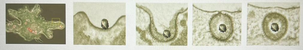 The Cells In Your Body Must Constantly Move Substances From The Cell Against The Concentration Gradien.