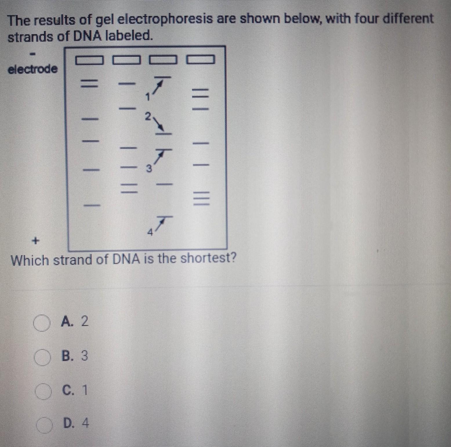 Which strand is the shortest??