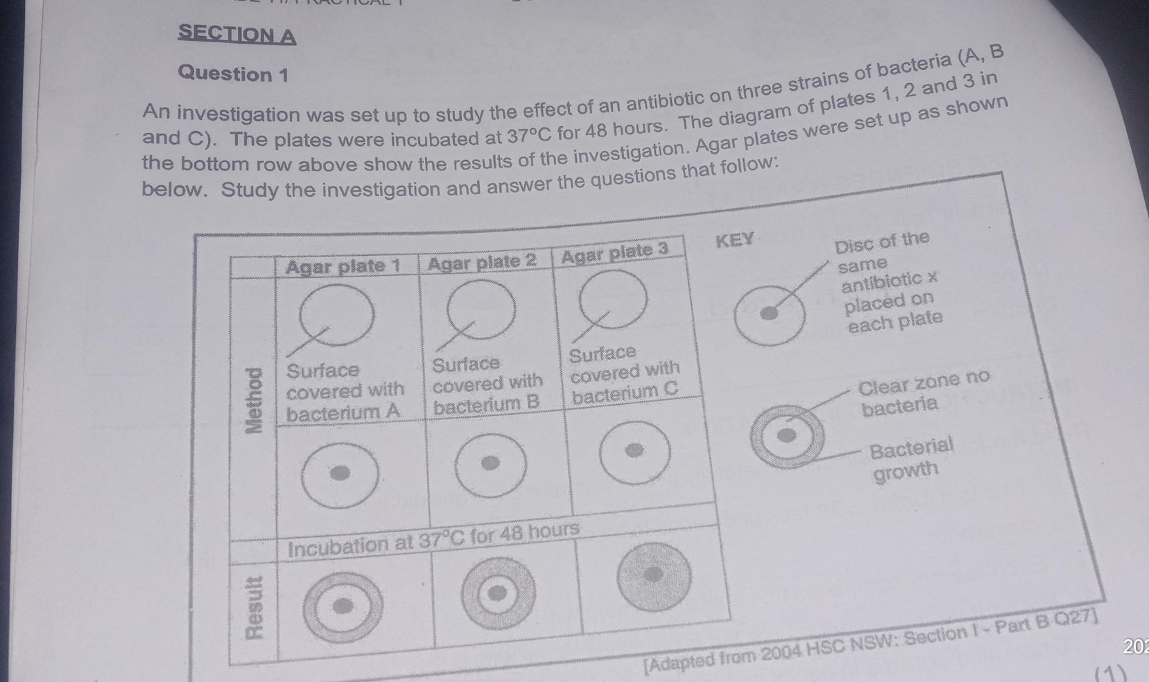 Question 1 An investigation was set up to study the effect of an antibiotic on three strains of bacteria