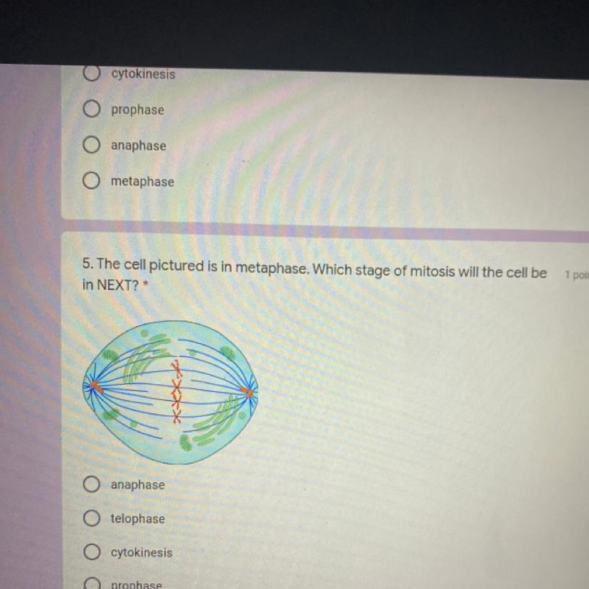 The Cell Pictured Is In Metaphase. Which Stage Of Mitosis Will The Cell Be In NEXT?a) Anaphase B) Telophase