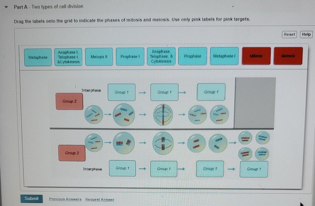 Part A. Two types of cell divisionDrag the labels onto the grid to indicate the phases of mitosis and
