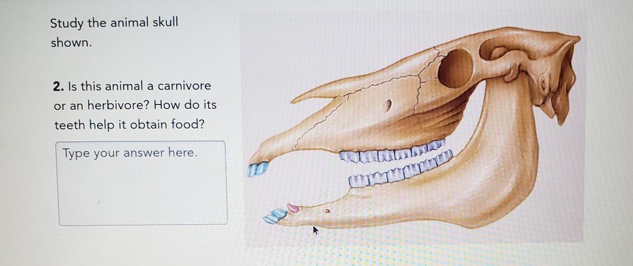 Is this animal a carnivore or an herbivore? How do its teeth help it obtain food?
