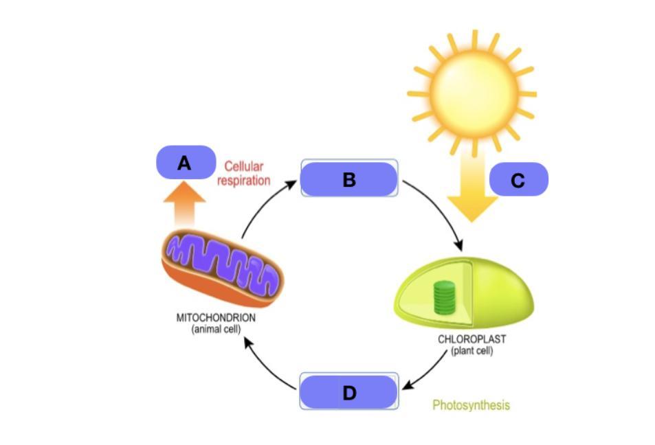Photosynthesis and cellular respiration are two of the main processes involved in the carbon cycle. Photosynthesis