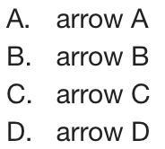 **Picture 1 answer choices Picture 2 map**On the map above, which arrow is pointing to the Mediterranean