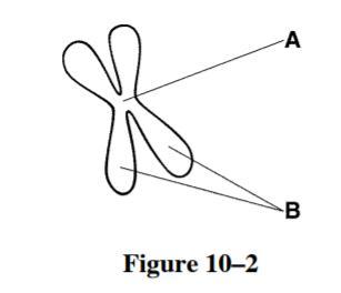 During which phase(s) of mitosis are structures like the one shown in Figure 102 visible?