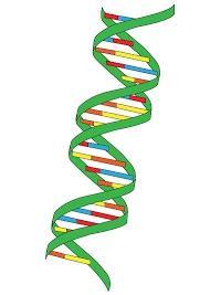 Biology 9th grade need help asap pleaseThe sides or backbone of DNA is made up of what two molecules?