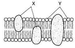 The diagram shown represents the fluid mosaic model of a plasma membrane. What do letters X and Y indicate?a.X